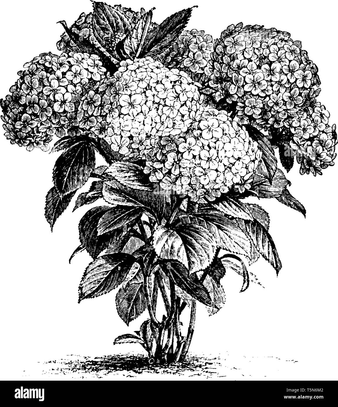 It is a picture of Hydrangea Hortensis flowers which are grown in April to September two and three feet tall mostly found in China and Japan also know Stock Vector