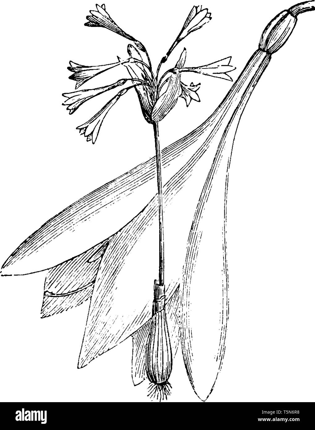 This is an image of Habit and Detached Flower of Lycoris Sewerzowi. Its flowers are brownish red and fragrant, vintage line drawing or engraving illus Stock Vector