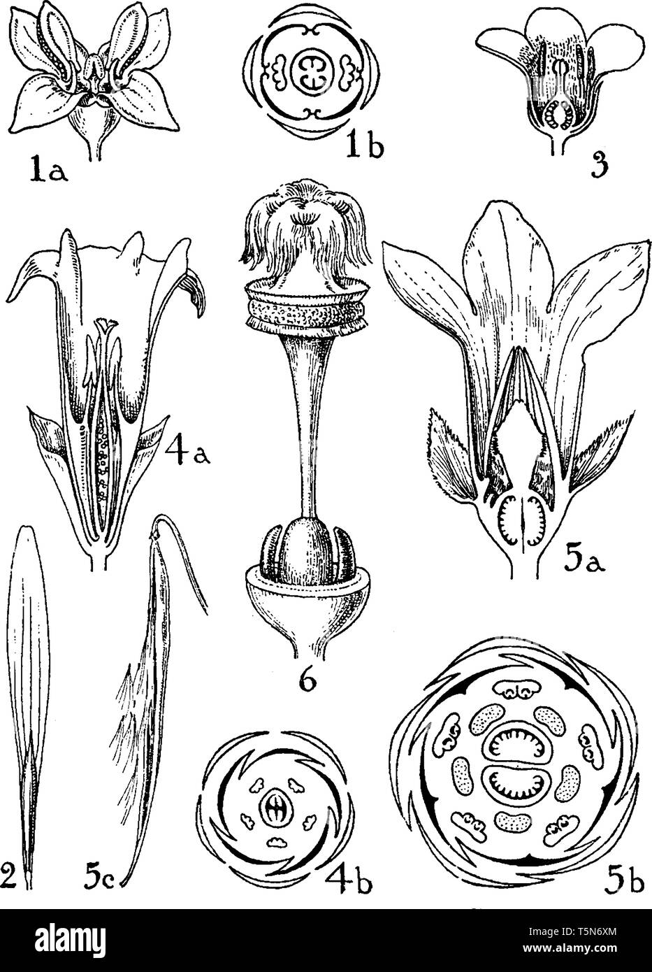 as shown in picture are the flowers and fruits of the orders oleaceae, loganiaceae, gentianaceae, and apocynaceae. These are illustrated as olea, frax Stock Vector