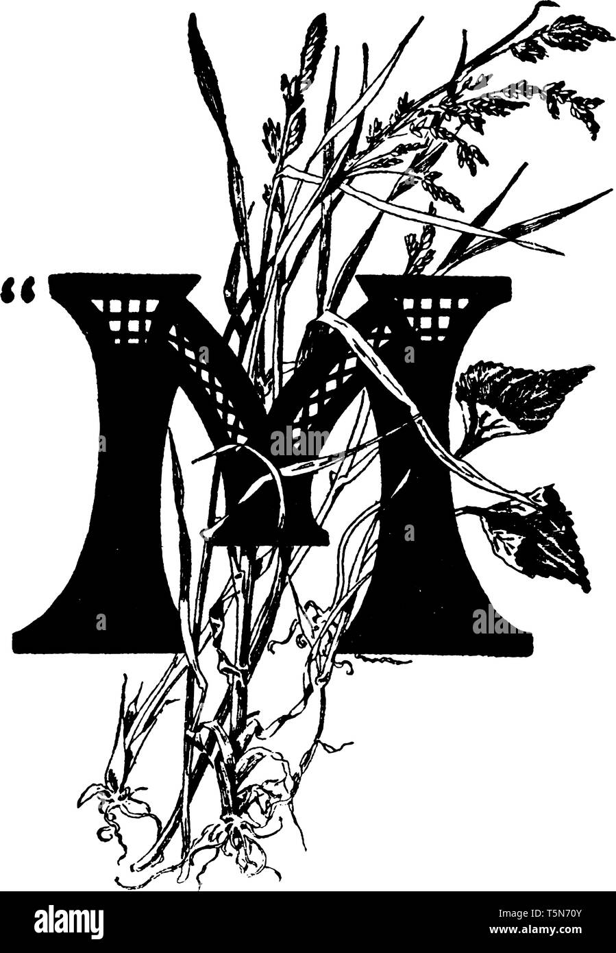 An ornamental capital letter M with various wild grasses, vintage line ...