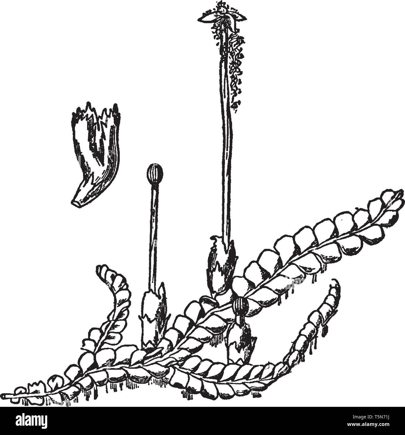 A picture of Chiloscyphus polyanthos showing the perianth with the small perichaetial which goes underneath, vintage line drawing or engraving illustr Stock Vector