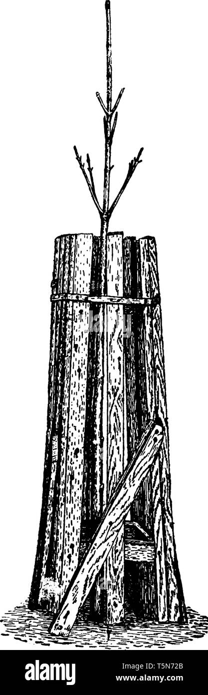 Remove Tree Drawing Newly planted tree which is just removed from nursery, vintage line ...