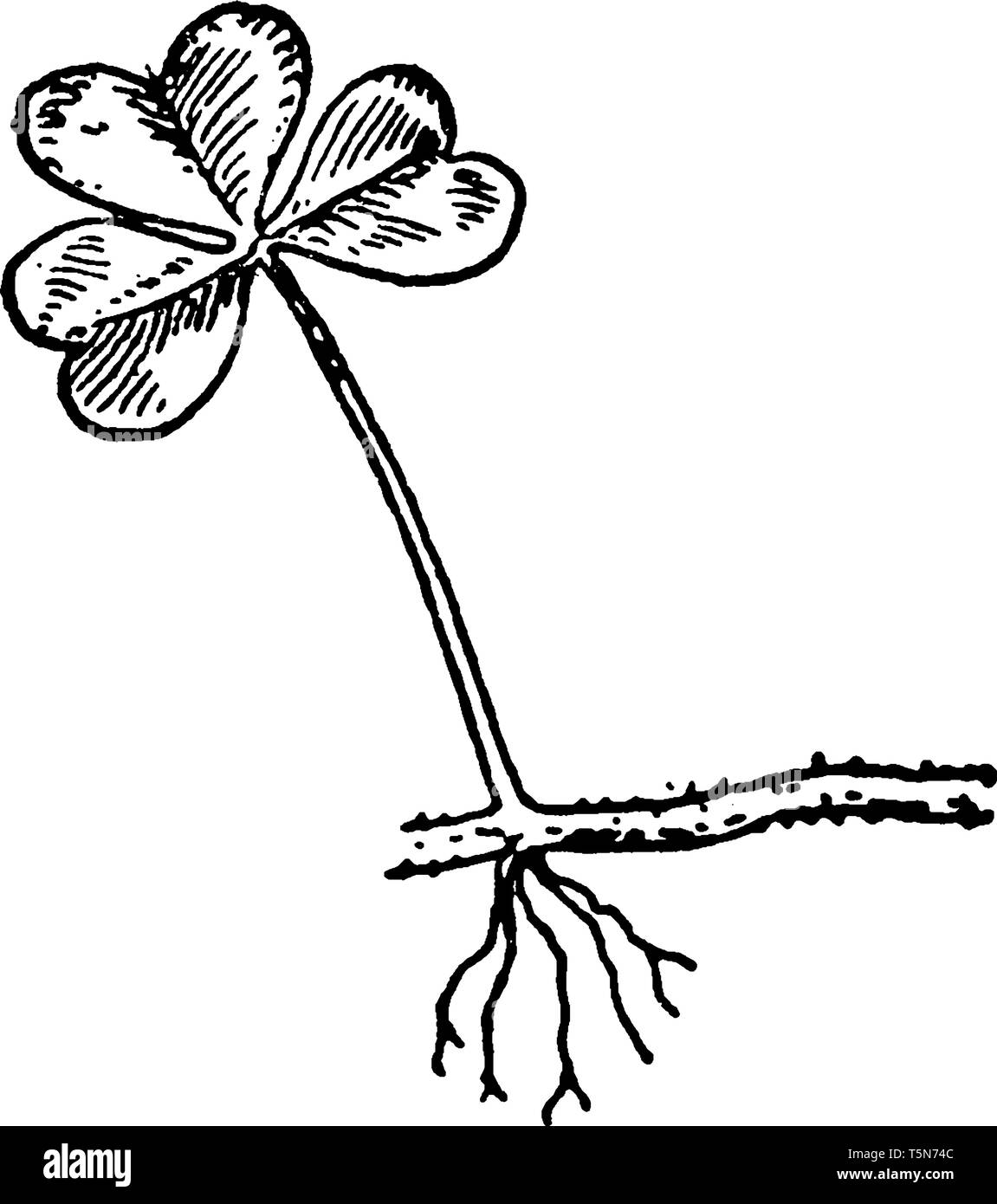 A picture shows the O.Repens Flower Plant. It belongs to Oxalidaceae or Oxalis repens and it has white yellowish flower. Leaves are multiple lobed, he Stock Vector