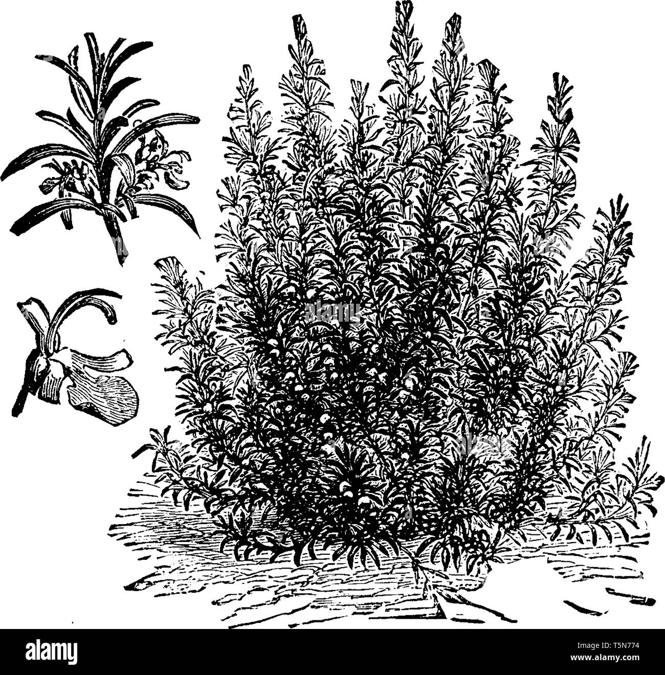 A picture, that's showing Rosemary. This plant is very dense and has needle like leaves. Flowers are blue. This is herb. This is from Lamiaceae family Stock Vector