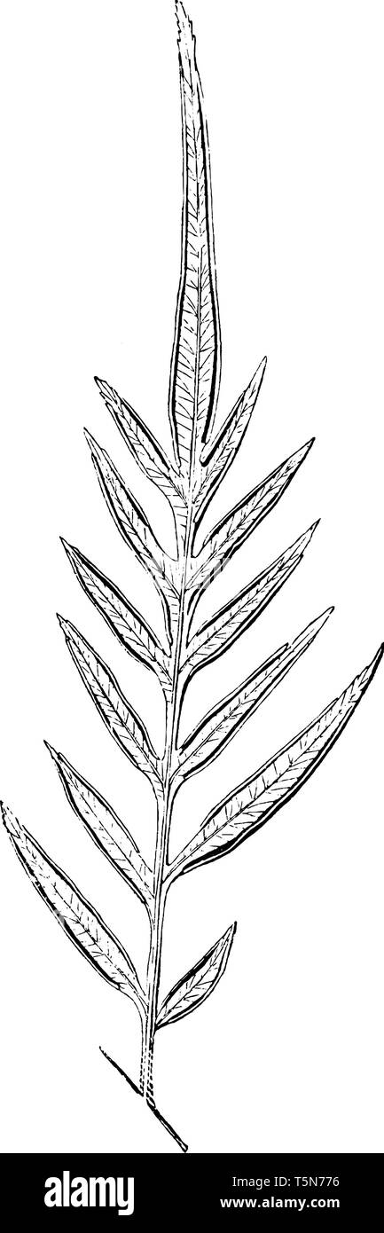 This plant commonly found in Brazil. They leaves are long and thin, straw-colored leaves. This plant leaves are stalkless, vintage line drawing or eng Stock Vector