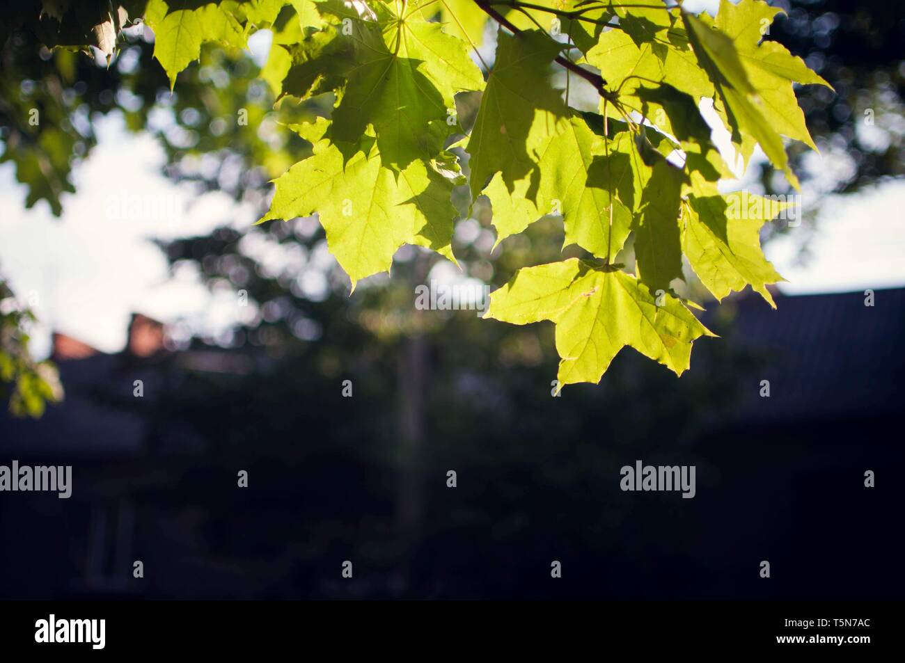 Sun light shine on leaves hi-res stock photography and images - Alamy