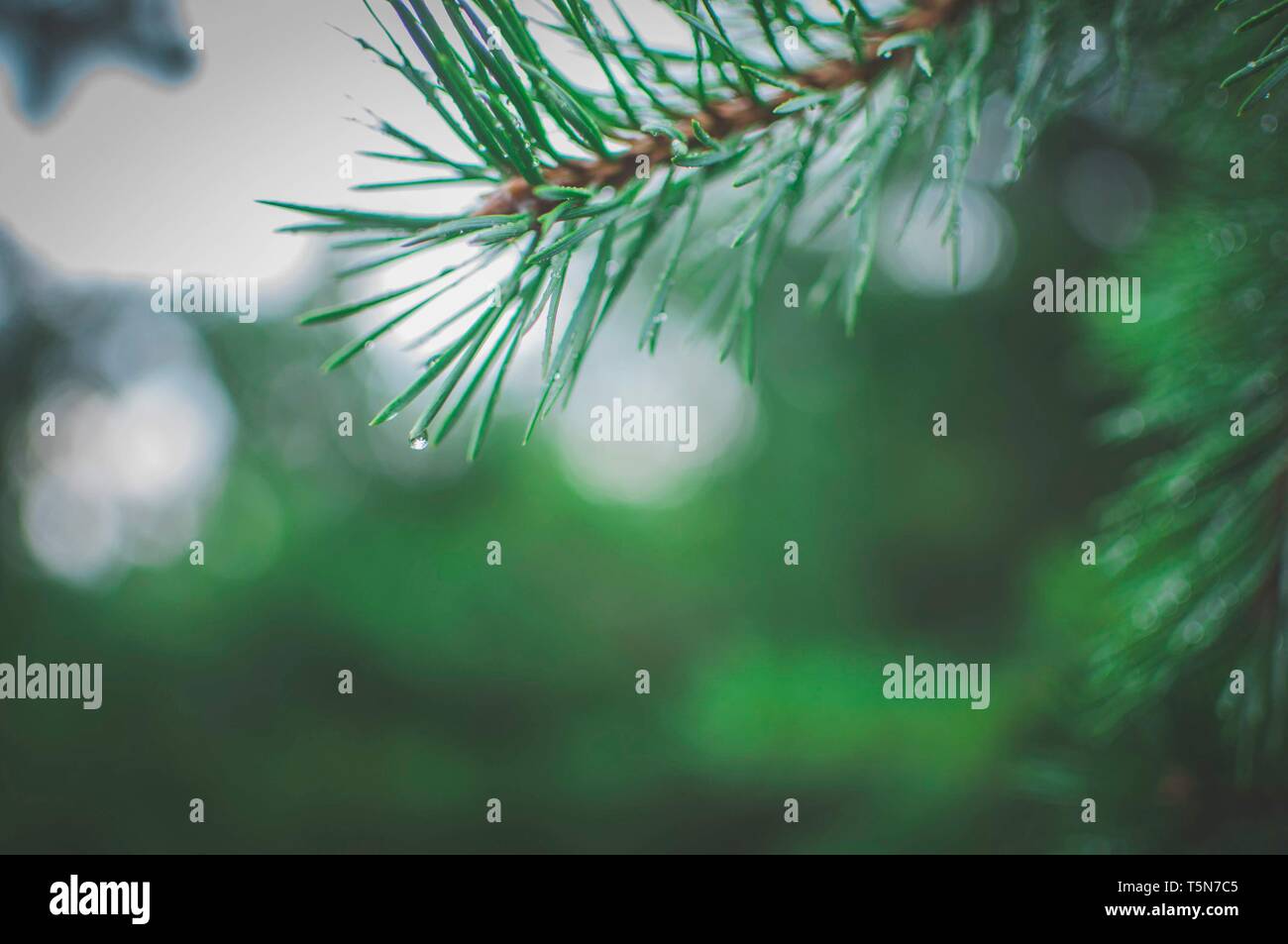 Rain forest tree detail hi-res stock photography and images - Alamy