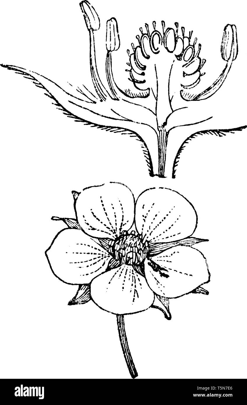 A Picture shows parts of Woodland Strawberry flower. Flower is generating the fruit at the center, where fertilization of flower takes place, vintage  Stock Vector