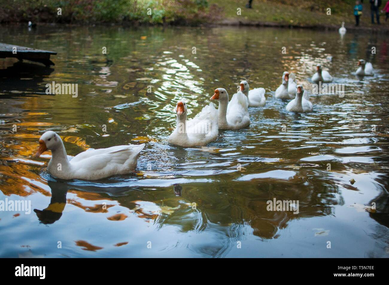 Floating geese hi-res stock photography and images - Alamy