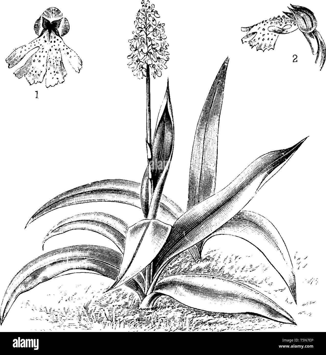 Orchis Purpurea, the lady orchid is an herbaceous plant belonging to the genus Orchis of the family, vintage line drawing or engraving illustration. Stock Vector