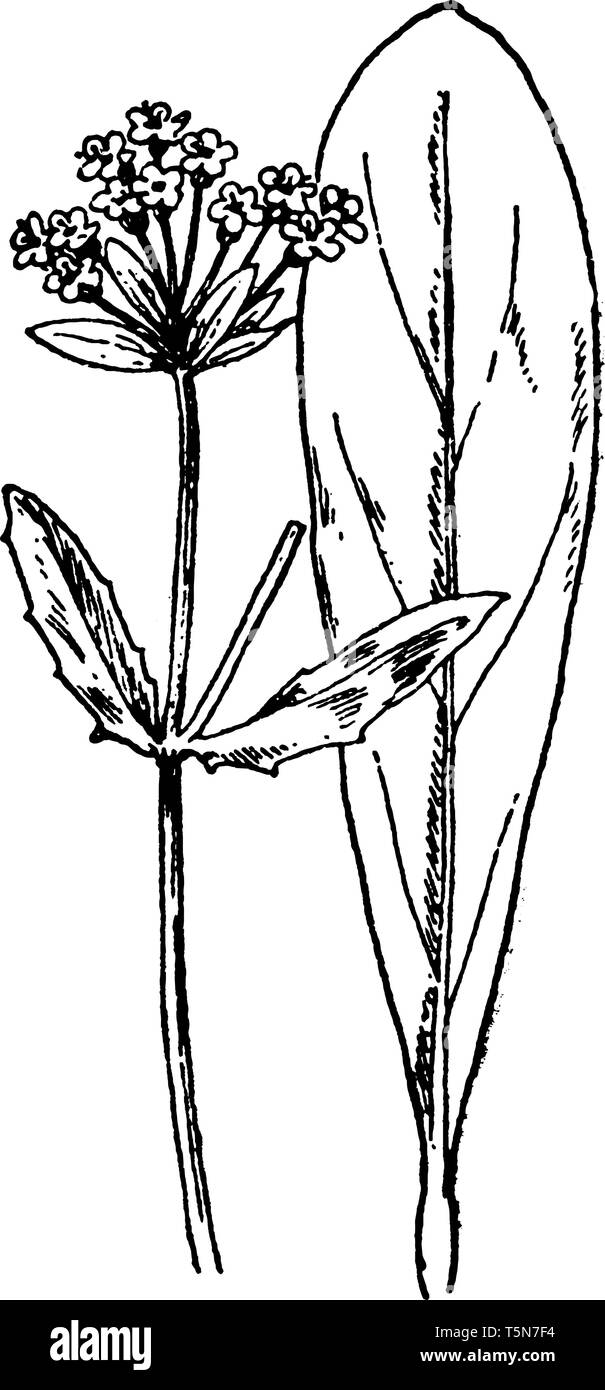 Scientific Plant Drawings