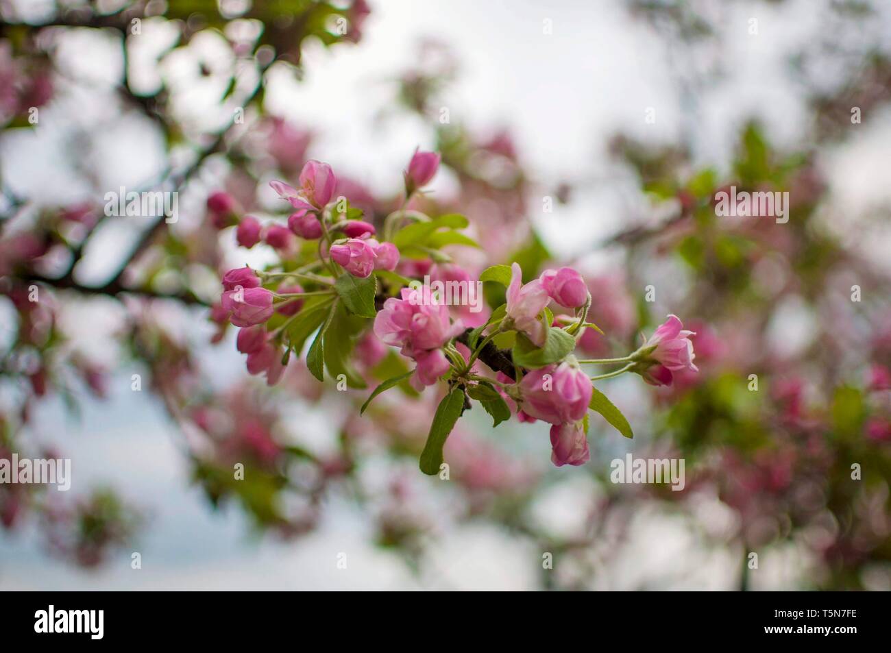 Pink sakura flower bloom in spring season. Cherry blossom with soft focus, Focus on center flower cluster. Stock Photo