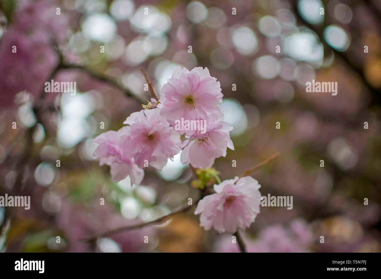 Pink sakura flower bloom in spring season. Cherry blossom with soft focus, Focus on center flower cluster. Stock Photo