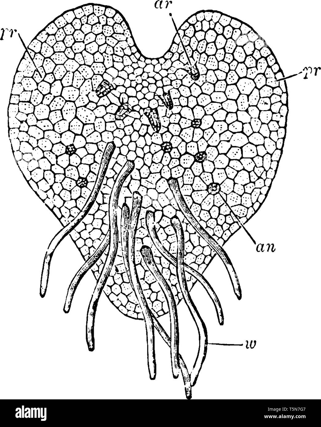 This is a structure of Young ProThallus of Fern. It has following organs proThallus, root-hairs, antheridia, archegonia, vintage line drawing or engra Stock Vector