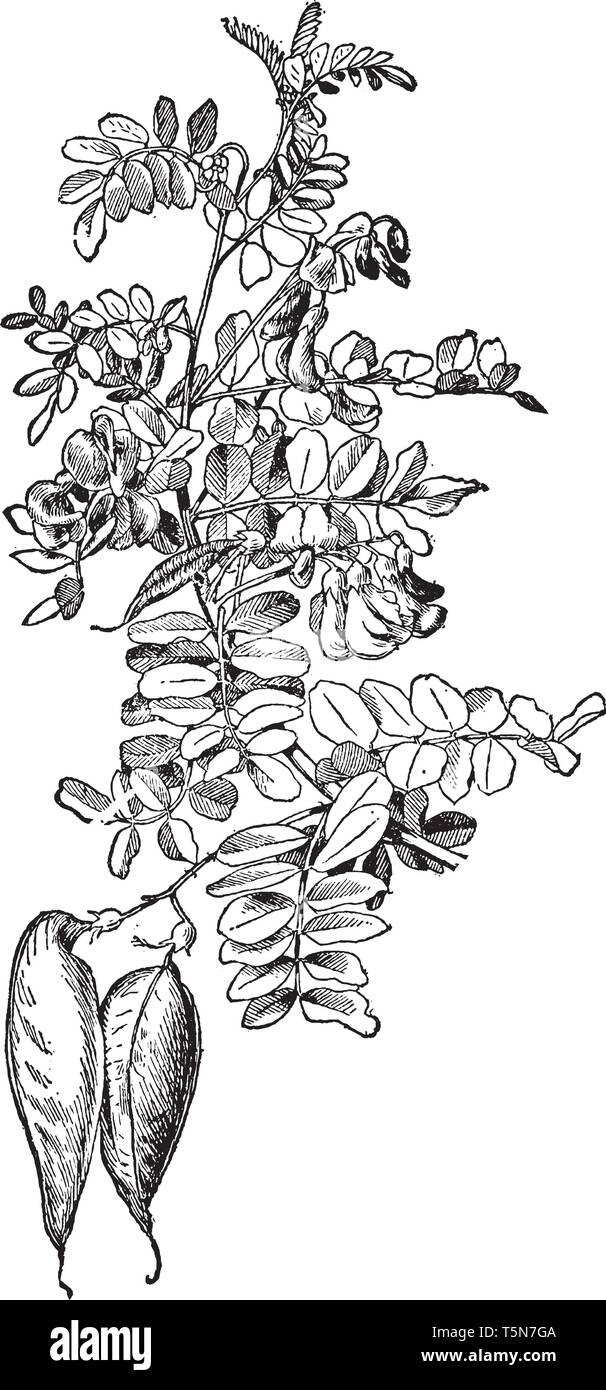 The common name of colutea is bladder senna. The Arborescens variety has flowers that are about three quarters of an inch long, vintage line drawing o Stock Vector