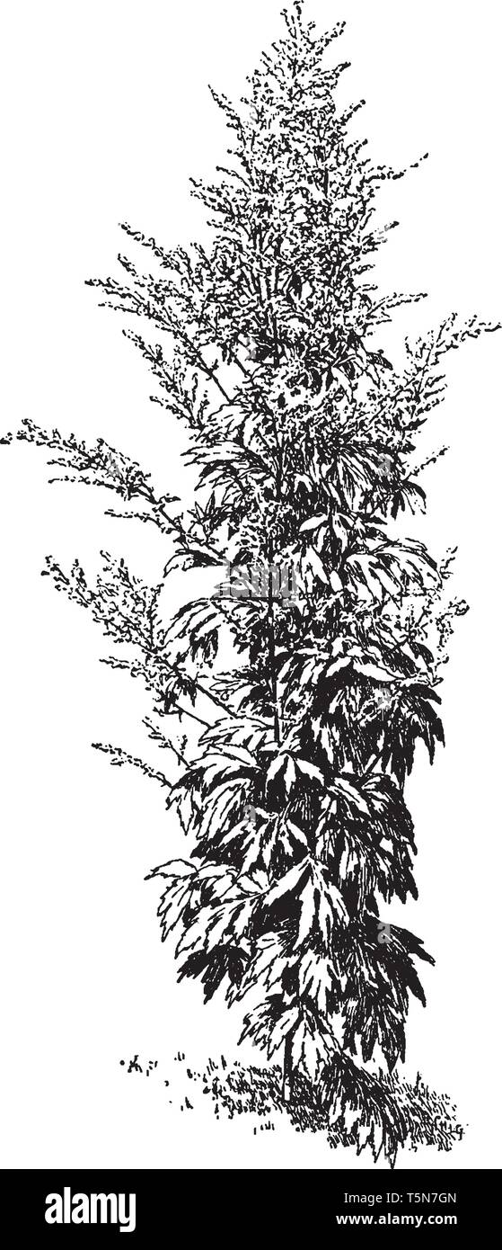 Artemisia Lactiflora is perennial plant. It is grows 50-120 cm tall, vintage line drawing or engraving illustration. Stock Vector