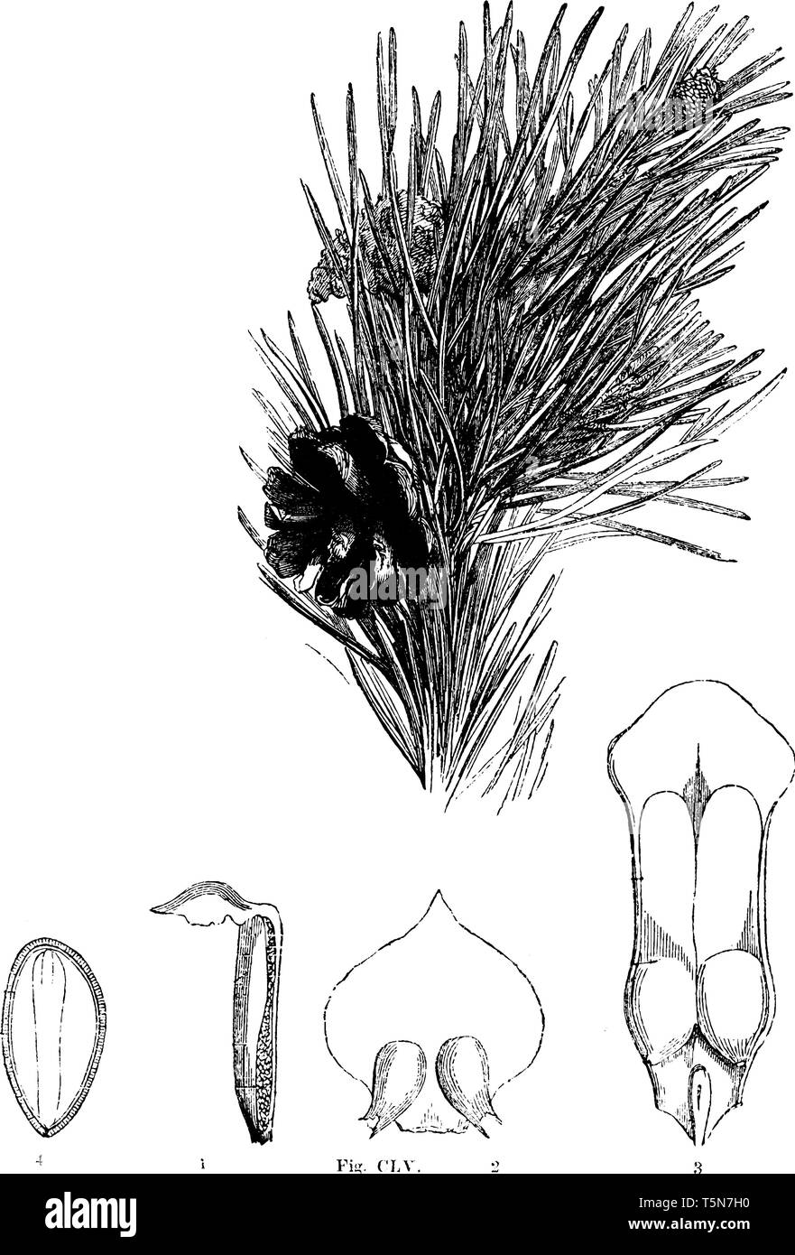 Parts Of A Pine Tree