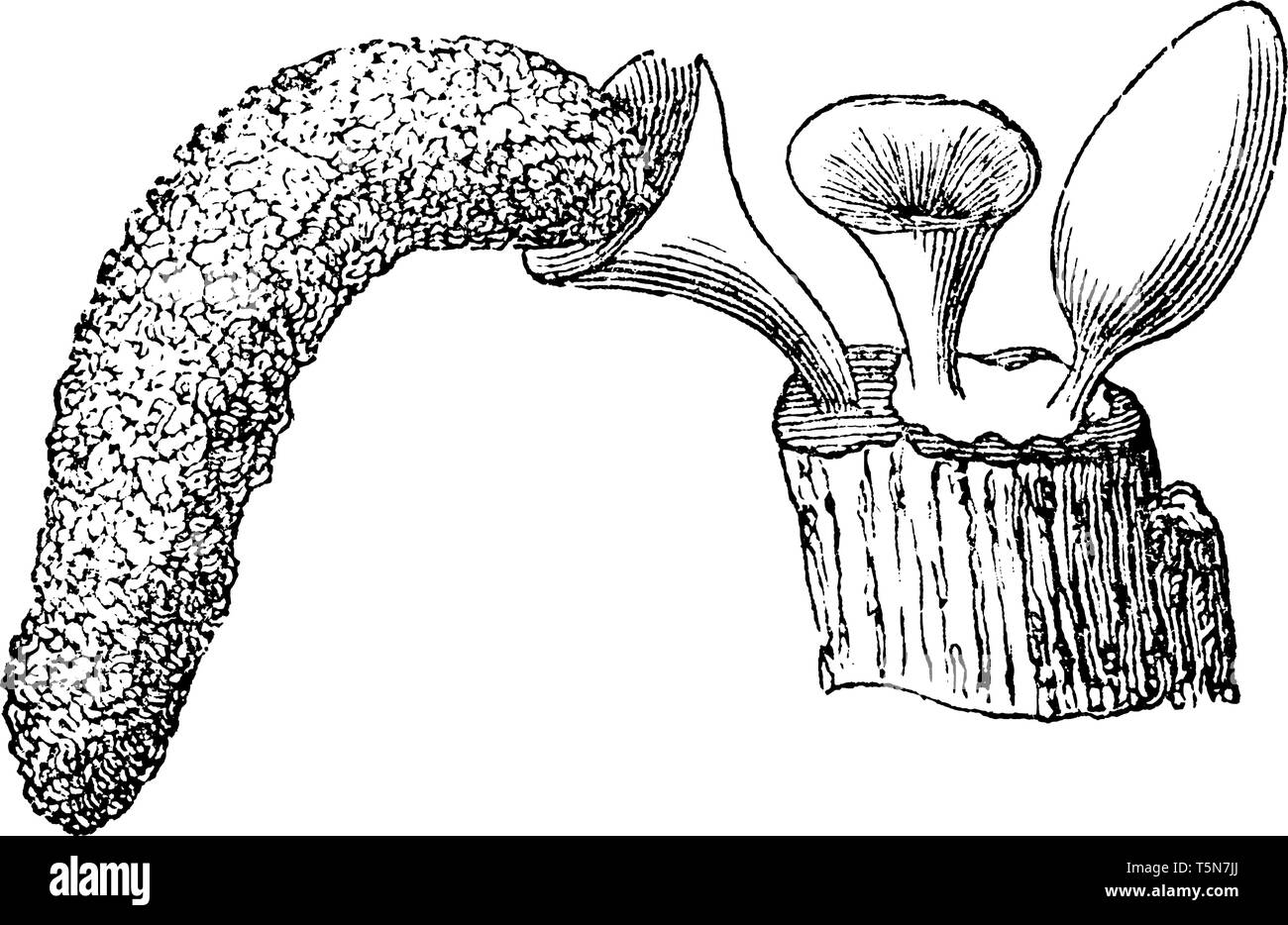 This is Arcyria flava Mushrooms. And Mushrooms growing on wood, vintage line drawing or engraving illustration. Stock Vector
