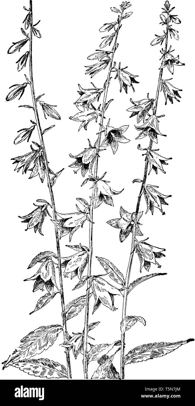 The Bellflower Plant is from of Campanulaceae species. Its name from its bell shaped. The flowers like a bell, they arranged in alternate, vintage lin Stock Vector