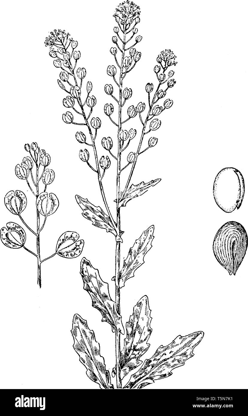 We all belong here Stock Vector Images Alamy