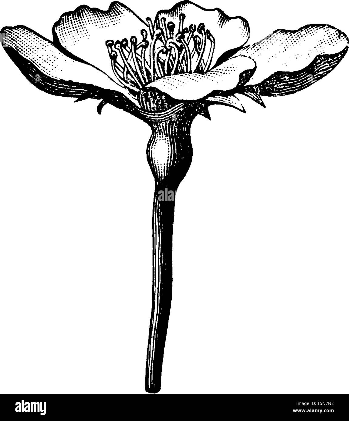 A picture of Bartlett pear flower. The flower's color is mostly white with five petals. Flower stalk is long and narrow, vintage line drawing or engra Stock Vector