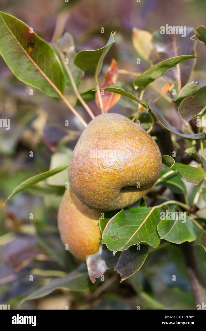 Pears varieties hires stock photography and images Alamy