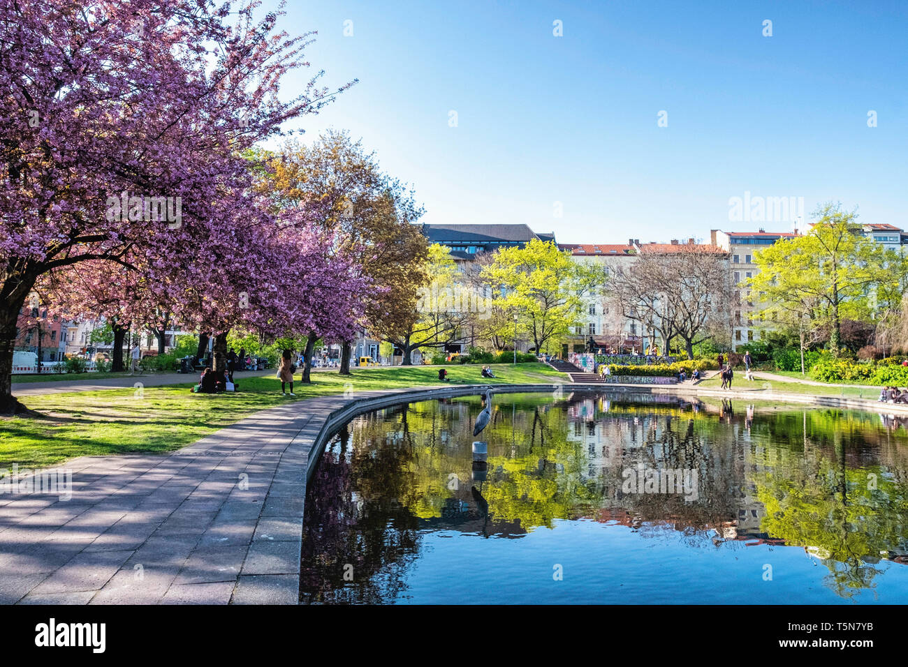 Blossom trees, Apartment buildings and reflection in pond of public park in Spring, Volkspark am Weinberg, Mitte, Berlin Stock Photo