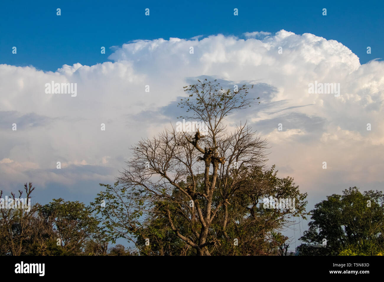 White clouds and blue sky view through trees Stock Photo - Alamy