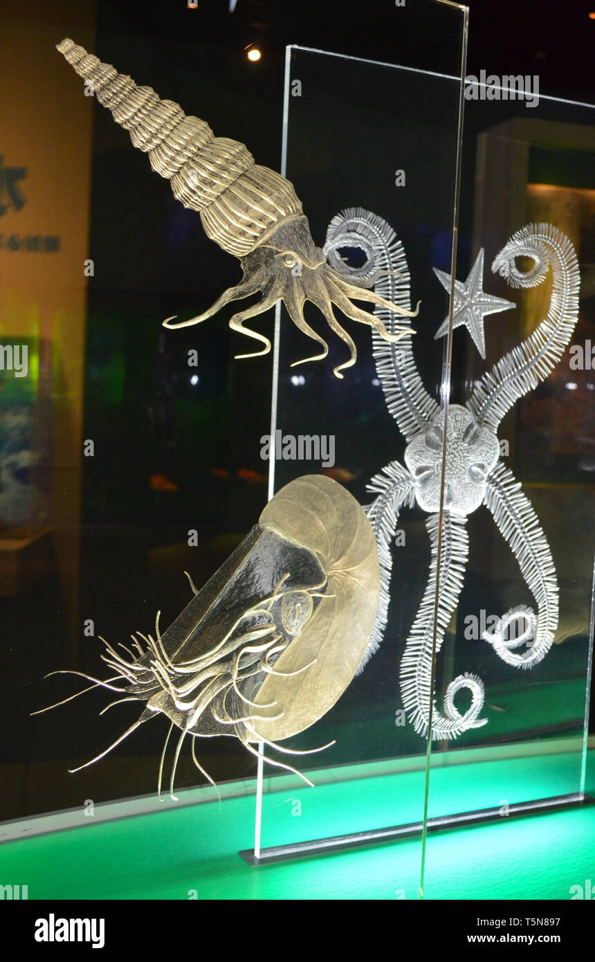 Displays at the National Museum of Natural Science, Taichung (Taiwan) Stock Photo