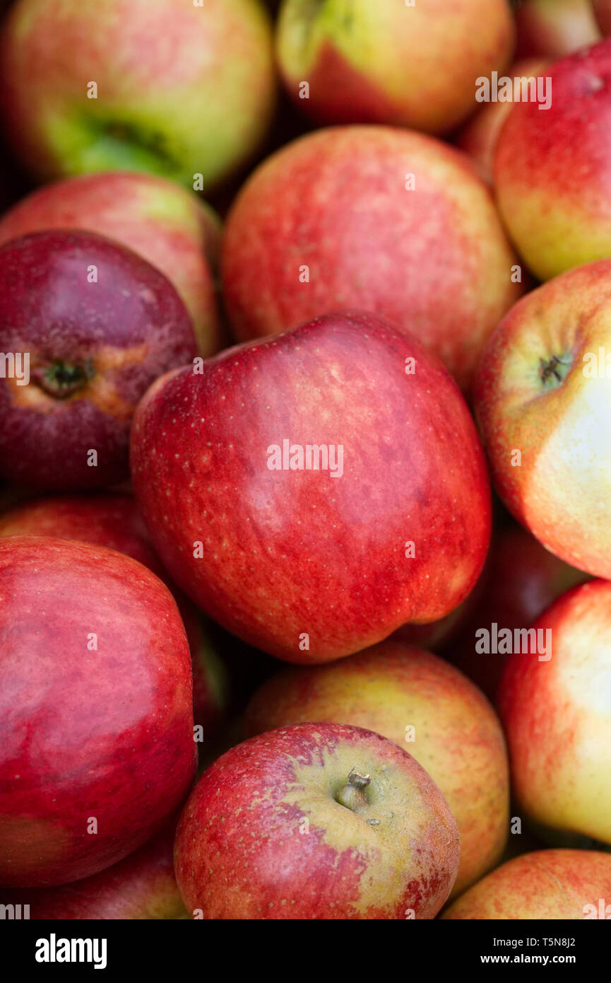Malus domestica 'Meridien'. Apple harvest. Stock Photo