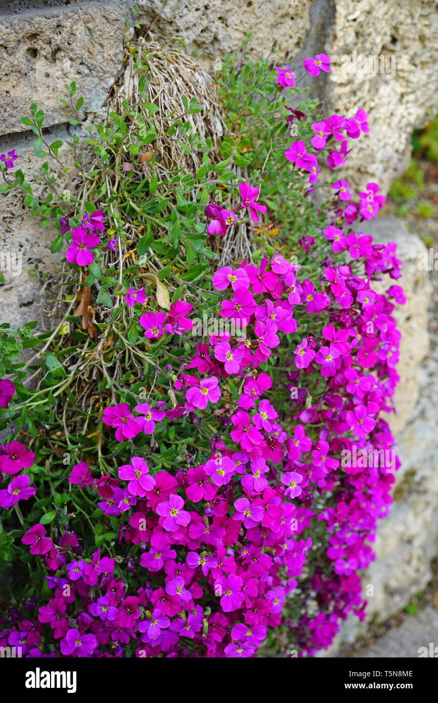 Flowers of purple rock cress (Aubrieta deltoidea) growing on a rock Stock Photo