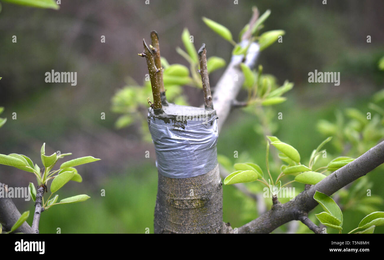 Grafting Tape High Resolution Stock Photography And Images Alamy
