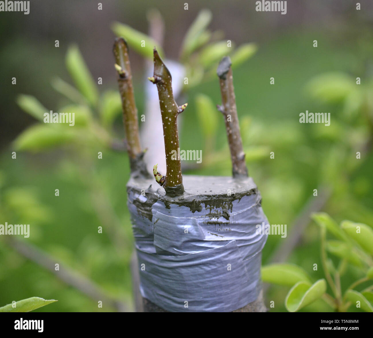 Grafting fruit tree , grafted place by grafting tape image Stock Photo