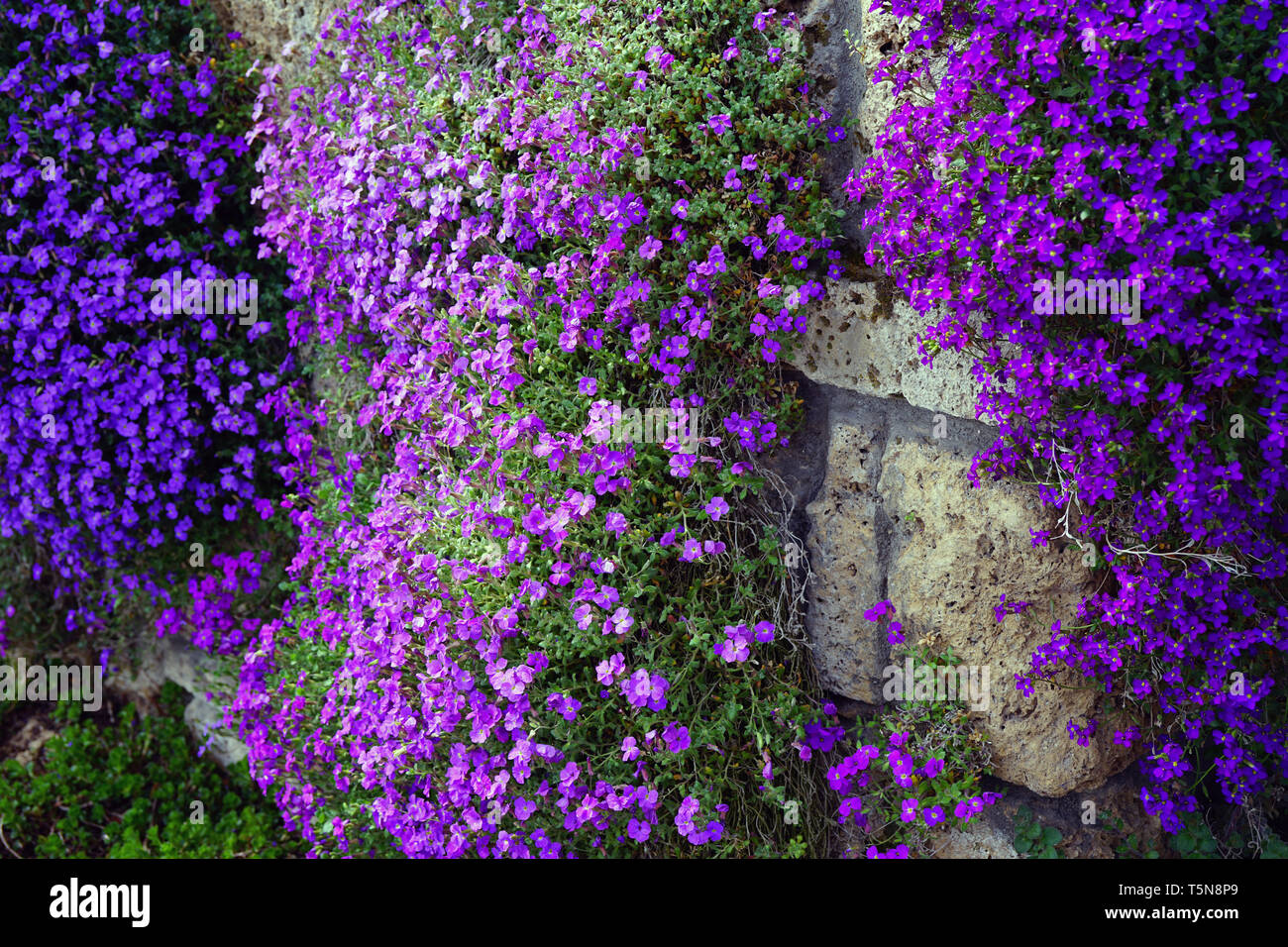Flowers of purple rock cress (Aubrieta deltoidea) growing on a rock Stock Photo