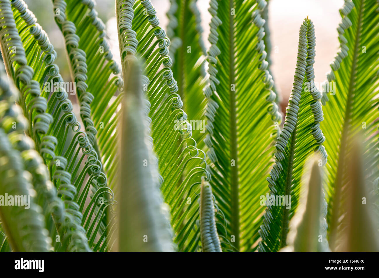 Close-up of palm leaves of a small palm tree in Greece, popular plants for decorating and creating exotic gardens. Stock Photo