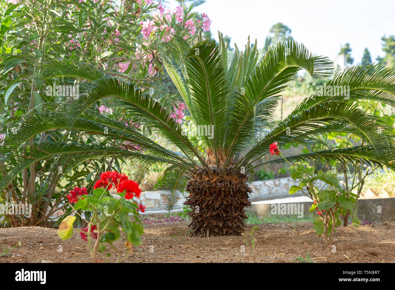Small palm tree and flawers in a exotic garden, popular plants for decorating and creating exotic gardens Stock Photo