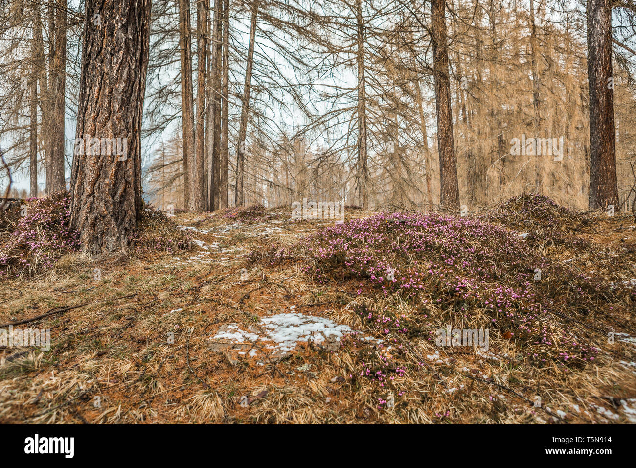 Winter forest scene near Innsbruck, Tyrol, Austria Stock Photo