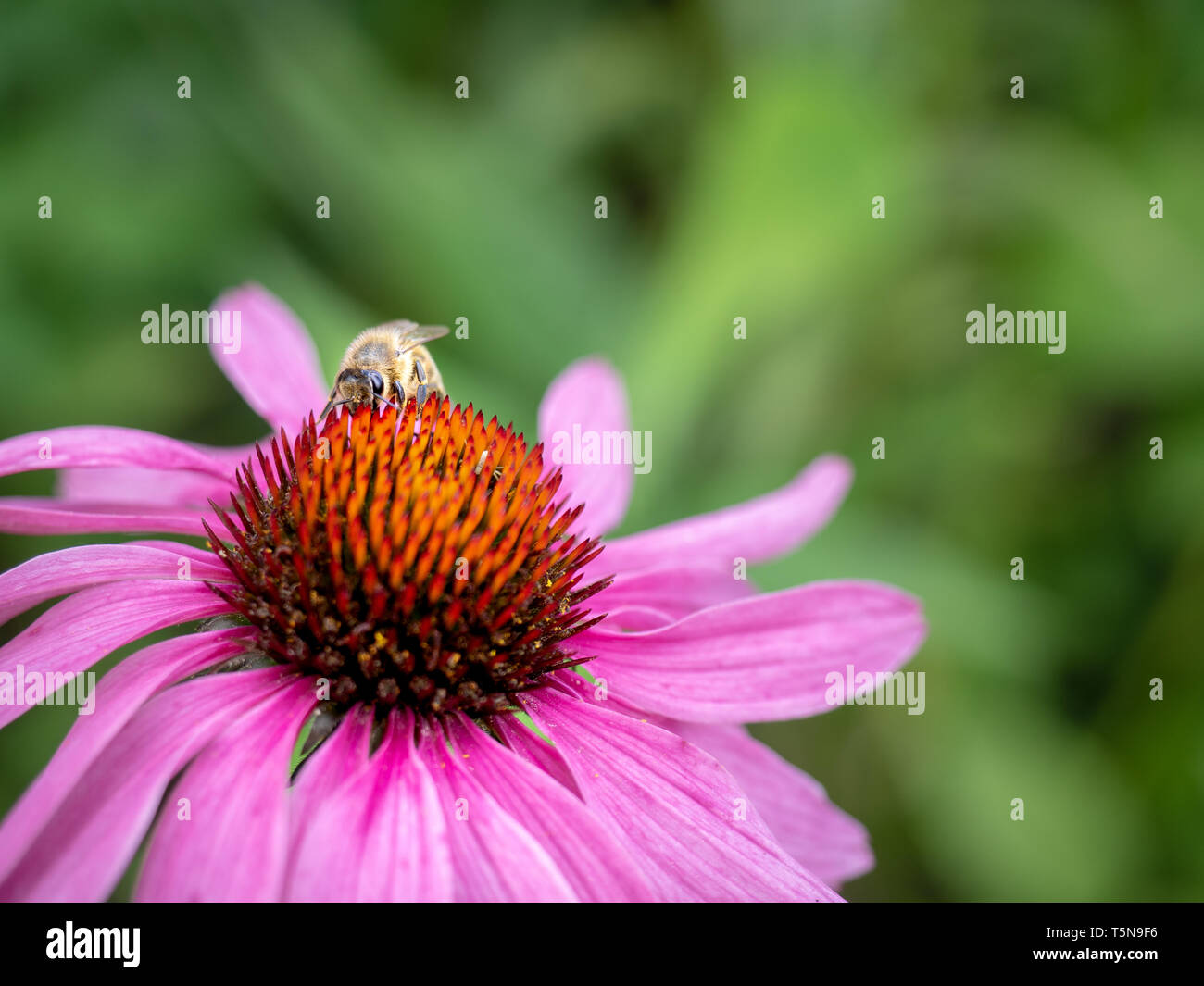 Pollination bee flower hi-res stock photography and images - Alamy