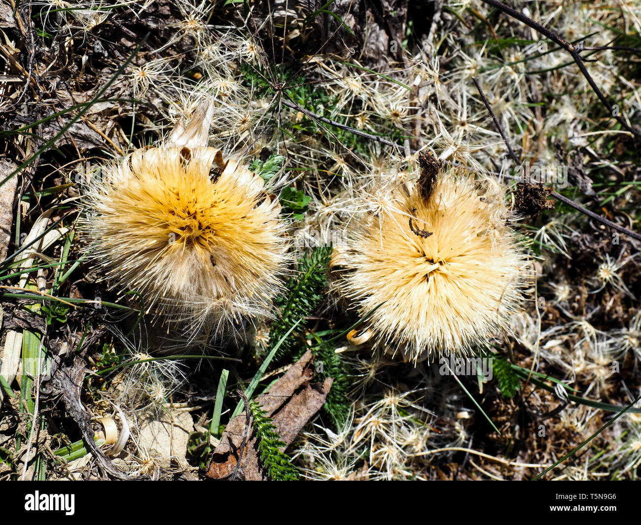 dry blossom flower of Carlina. Carlina is a genus of flowering plants in the aster family, Asteraceae. Stock Photo