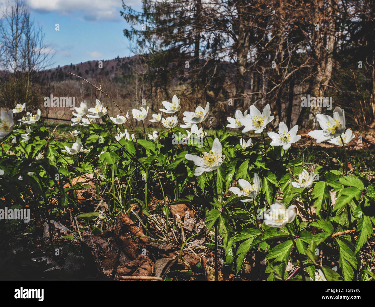 Early spring white flowers on a mountain meadow. Anemone is a genus of  about 200 species of flowering plants in the family Ranunculaceae. Wood  Anemone Stock Photo - Alamy
