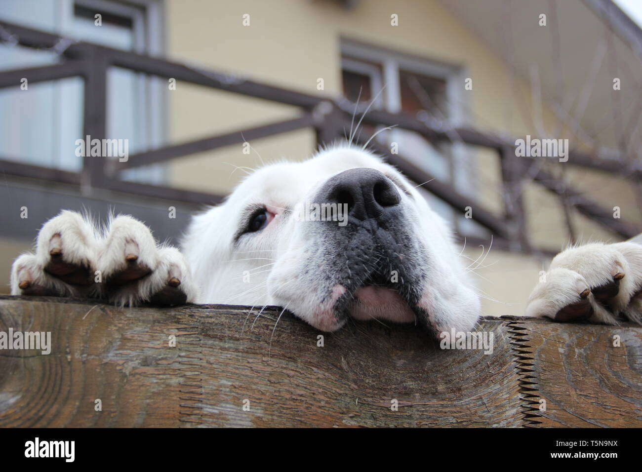 Dog's face over the fence Stock Photo Alamy