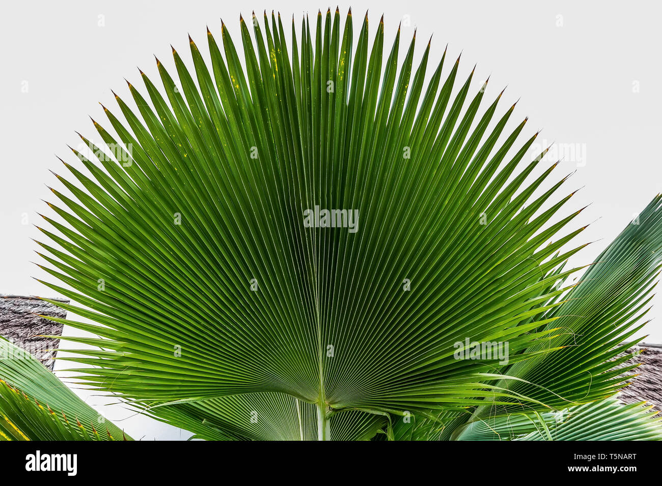 Large semicircular green palm leaf on a white background. Stock Photo