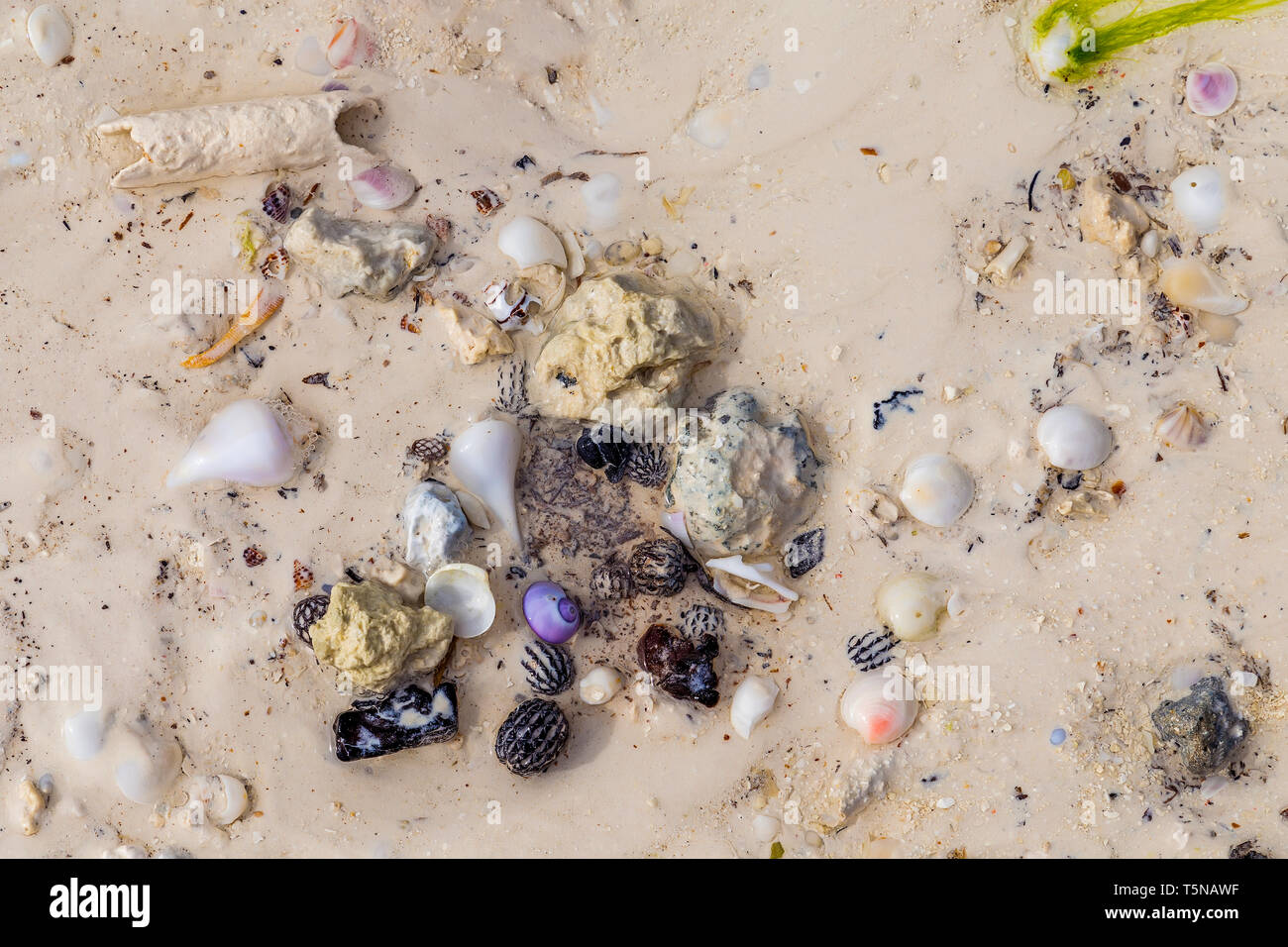 Colorful wet  broken and whole seashells and small stones on the wet sand of an ocean beach after a storm Stock Photo