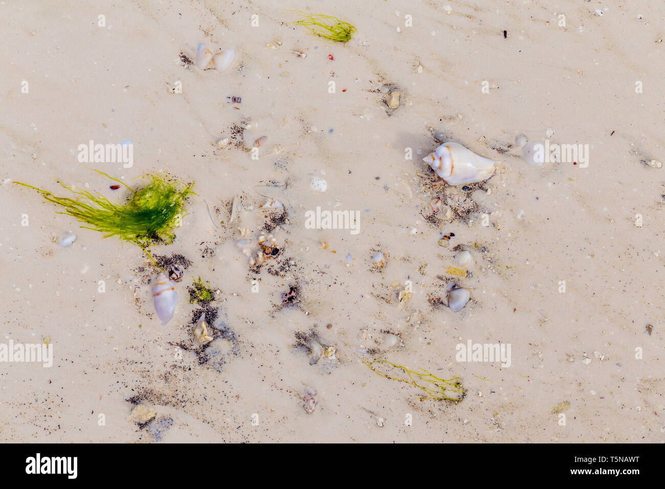 Colorful wet  broken and whole seashells and small stones on the wet sand of an ocean beach after a storm Stock Photo