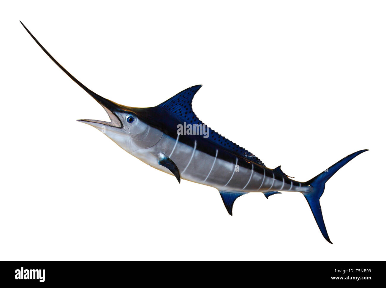 Swordfish - Blue Marlin isolated on white background. Stock Photo