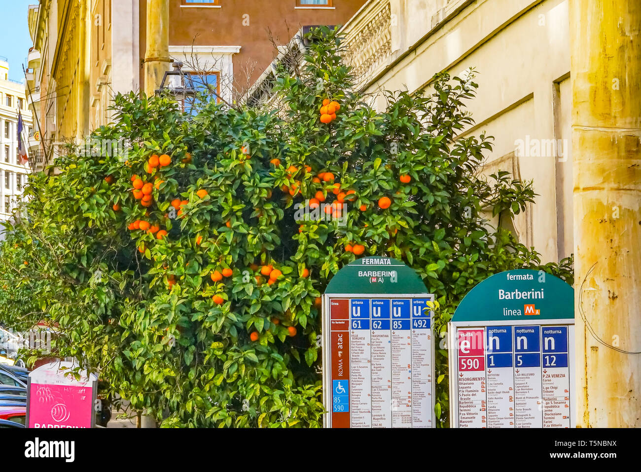 orange-tree-barbareni-bus-stop-schedule-roman-streetrome-italy-stock