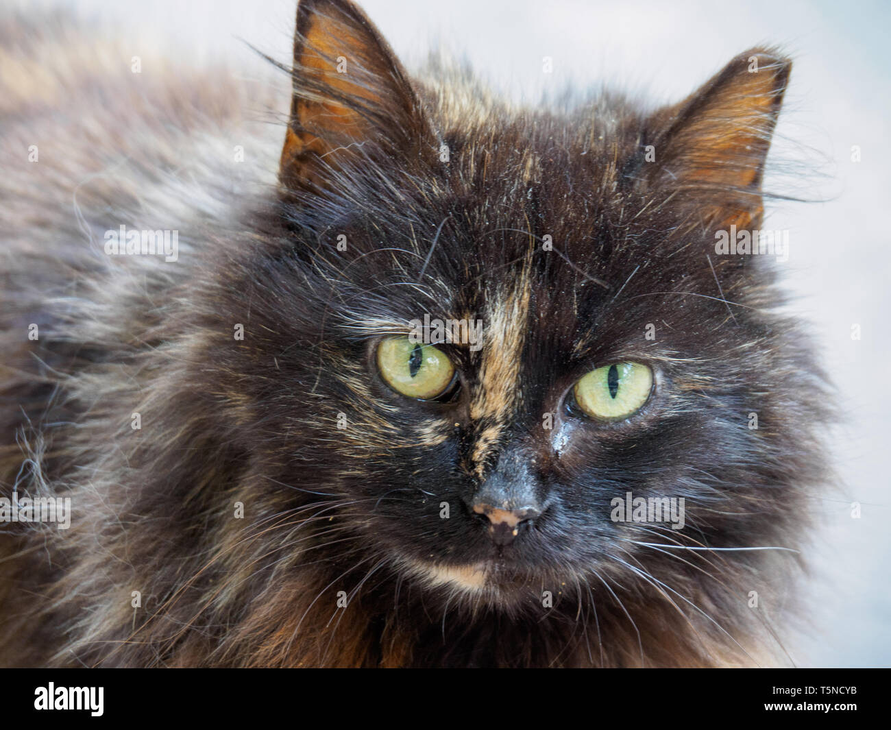 Cat Begging Hi Res Stock Photography And Images Alamy