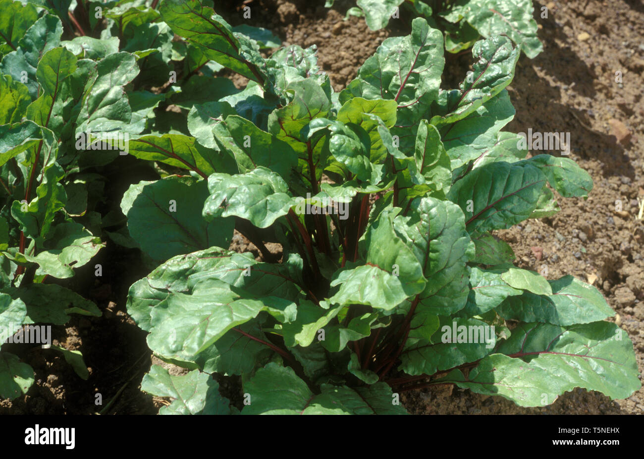 BEETROOT (BETA VULGARIS) GROWING Stock Photo