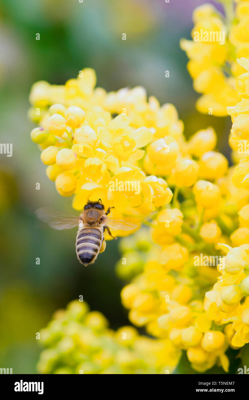 A Bee hovering while collecting pollen. Hairs on Bee are covered in yellow pollen as are it's legs Stock Photo