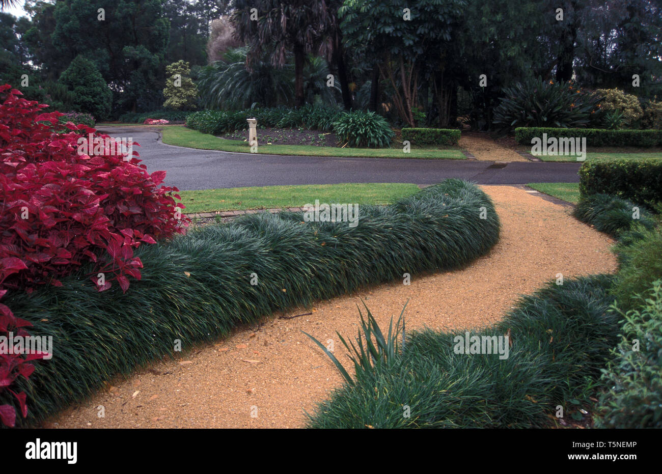 Ophiopogon Japonicus High Resolution Stock Photography And Images Alamy